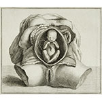 Embryo - Fetus